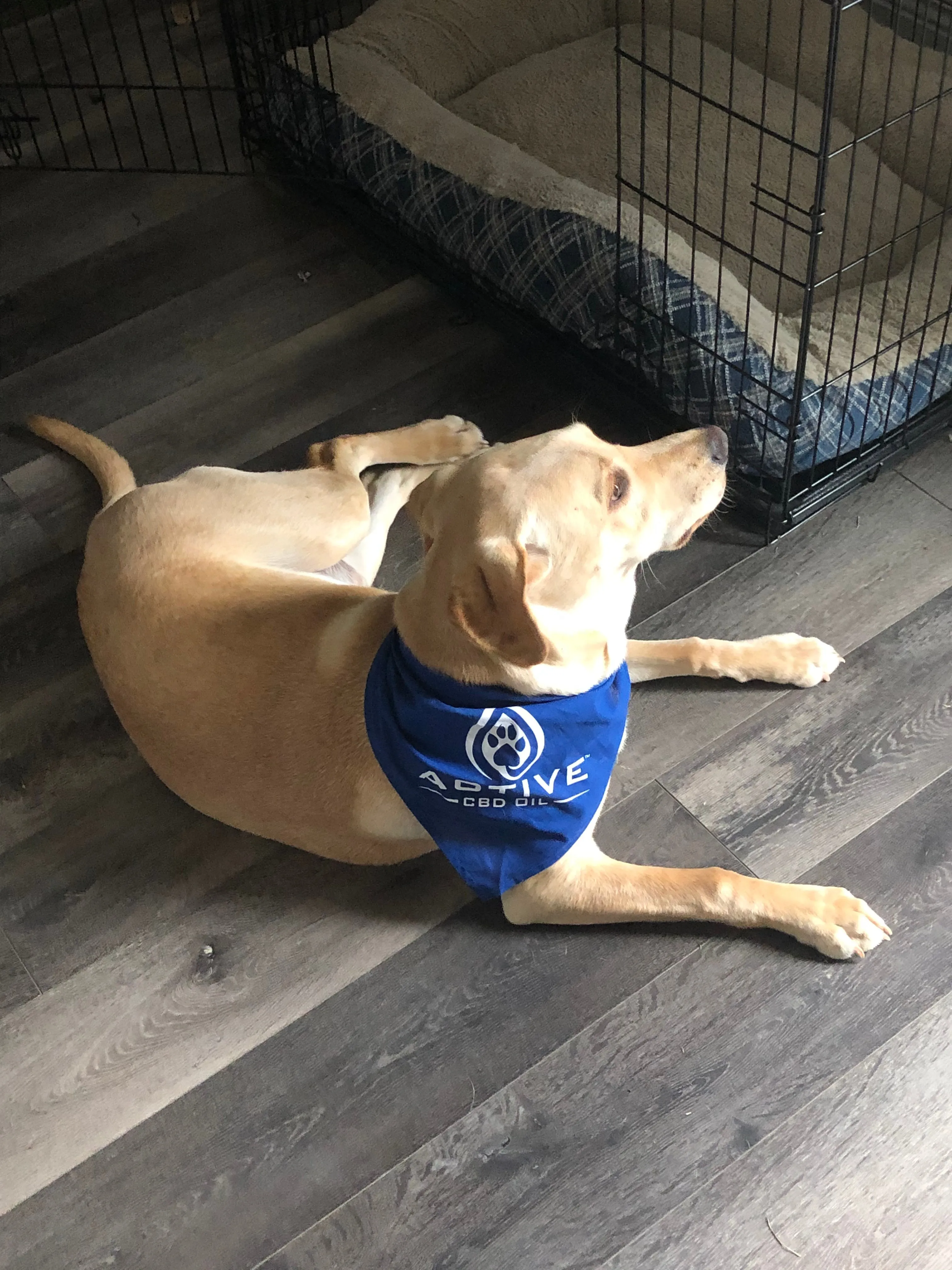 Active CBD Oil - Pet Bandana