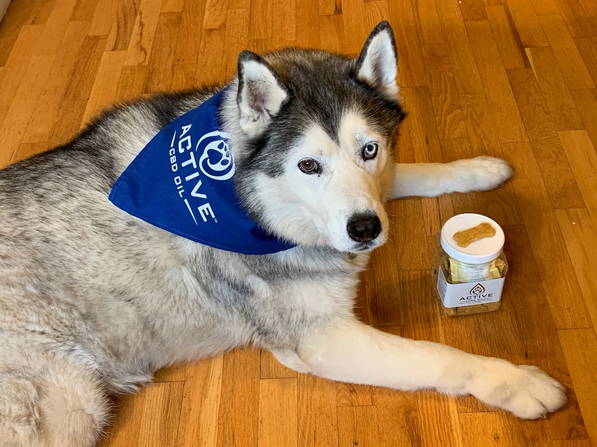 Active CBD Oil - Pet Bandana