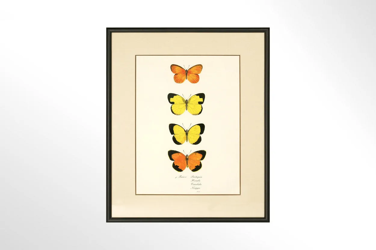 Butterfly Print Collection