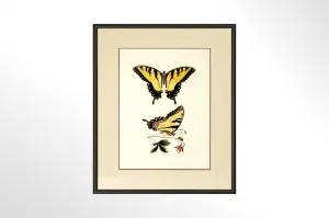 Butterfly Print Collection