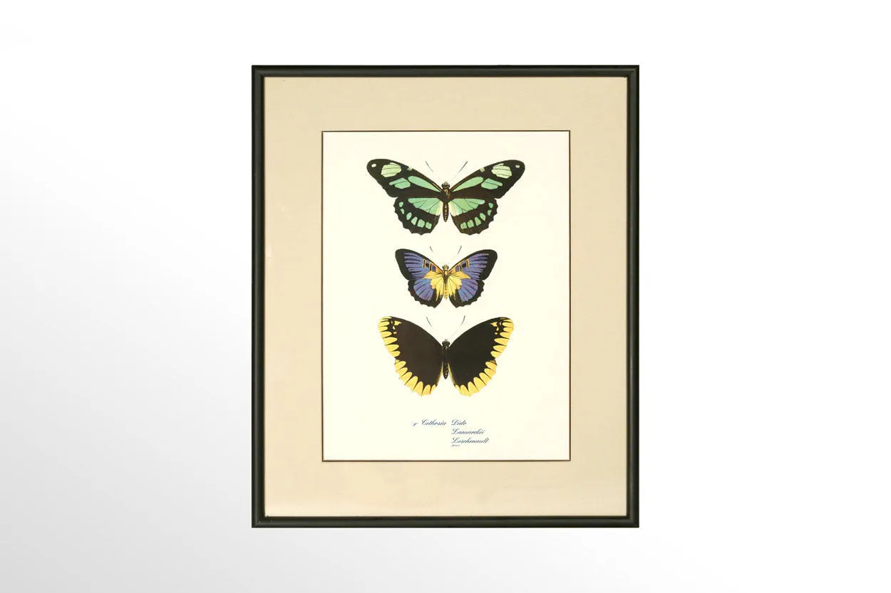 Butterfly Print Collection