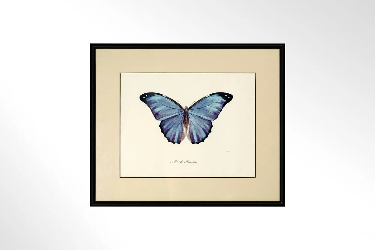 Butterfly Print Collection