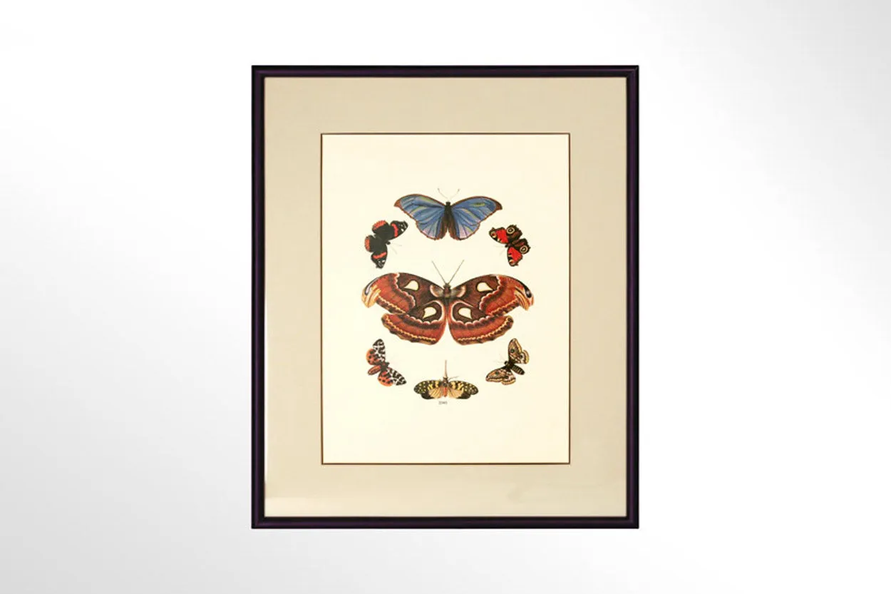 Butterfly Print Collection