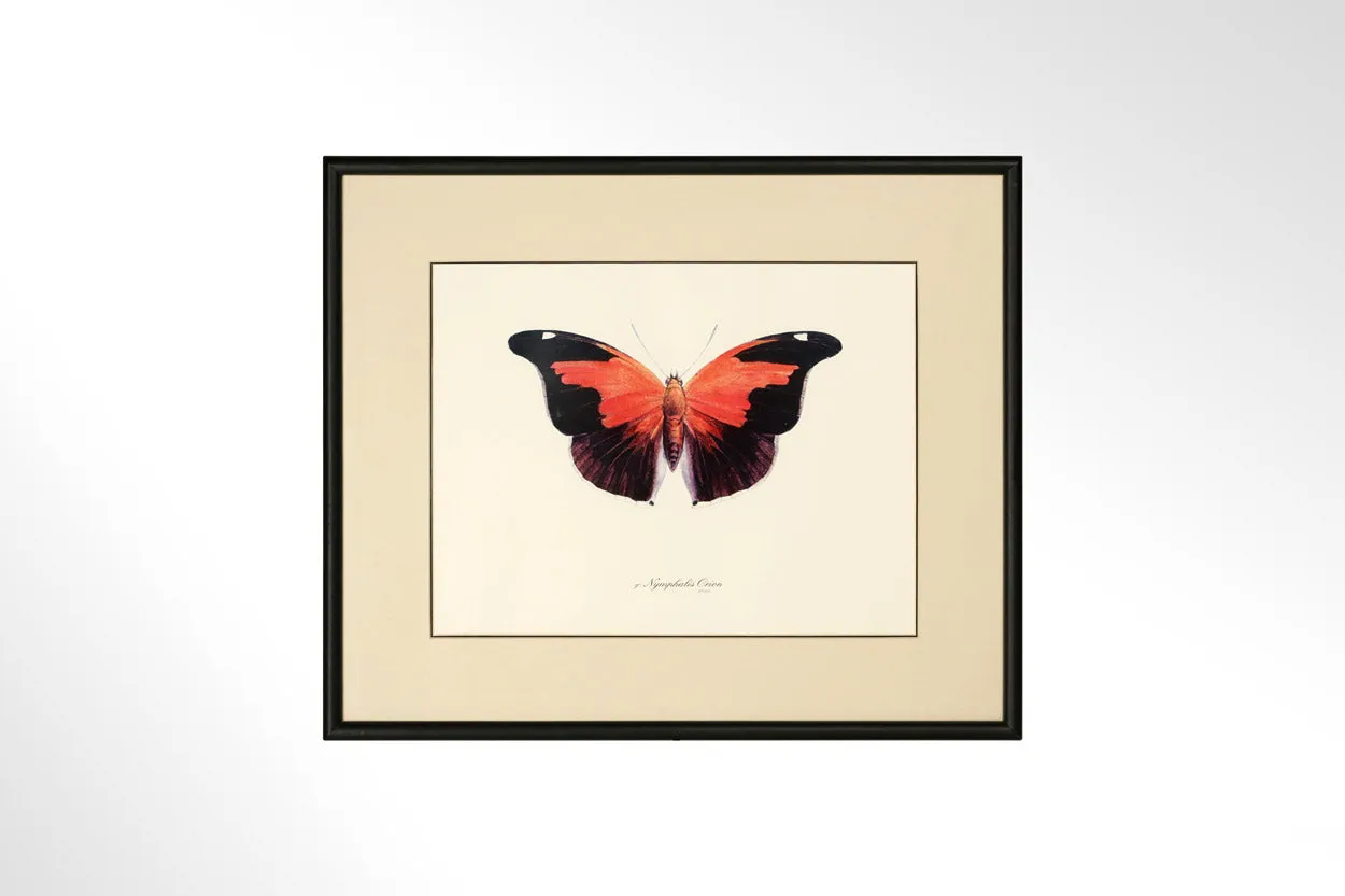 Butterfly Print Collection