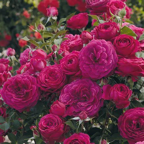 Celestial Night Floribunda Rose - 2 Gallon Potted Shrub