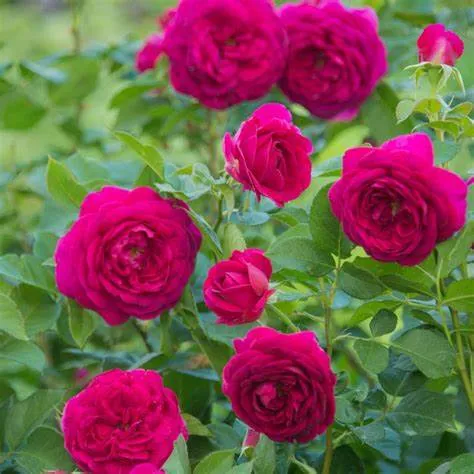 Celestial Night Floribunda Rose - 2 Gallon Potted Shrub
