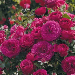 Celestial Night Floribunda Rose - 2 Gallon Potted Shrub