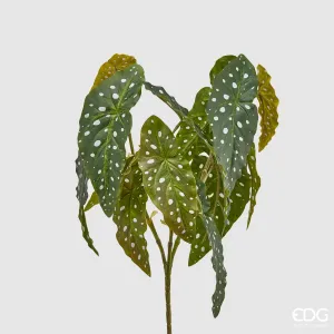 Cespo Begonia Maculata Bell