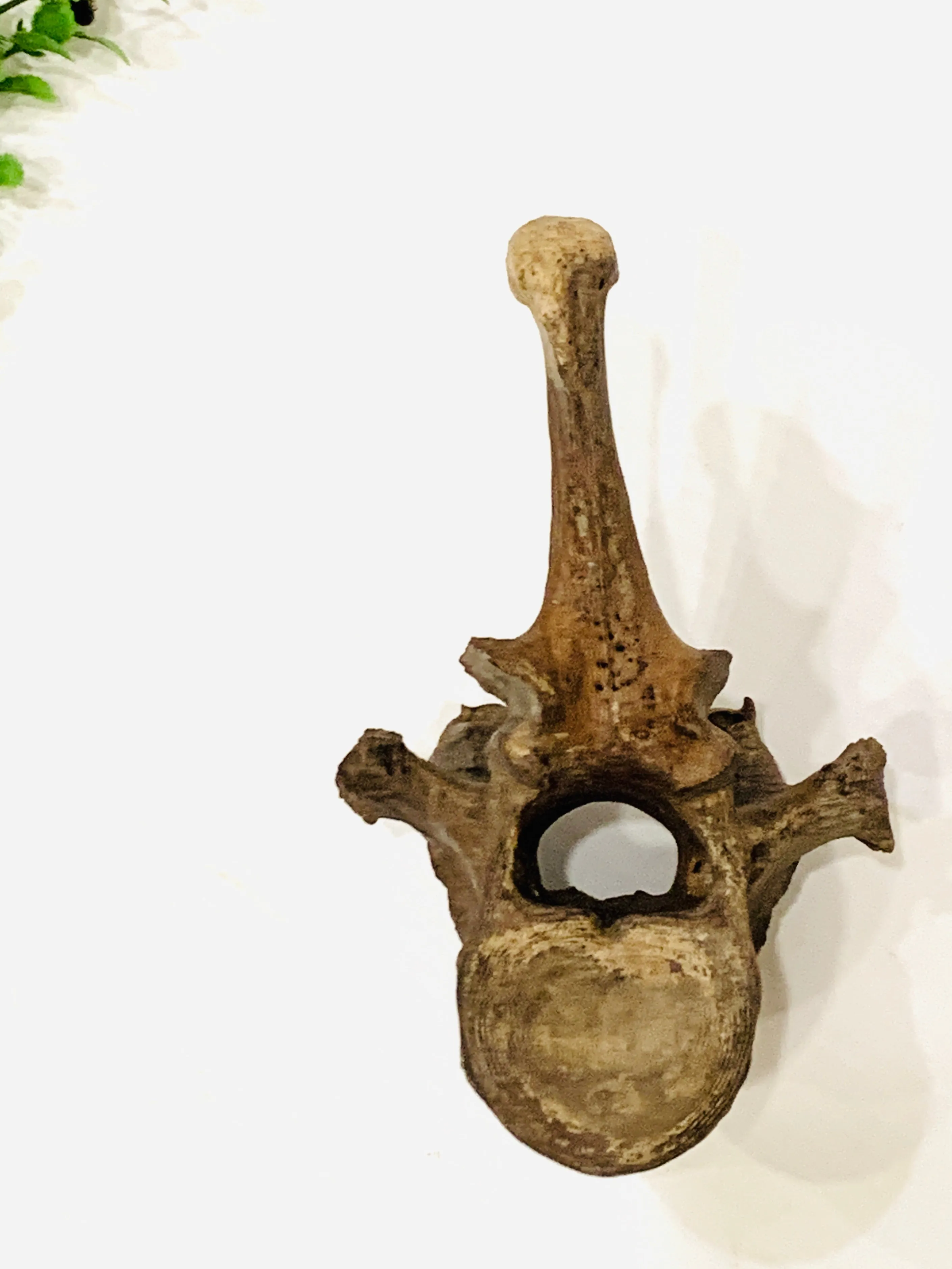 Ice Age Bison Vertebra on Stand