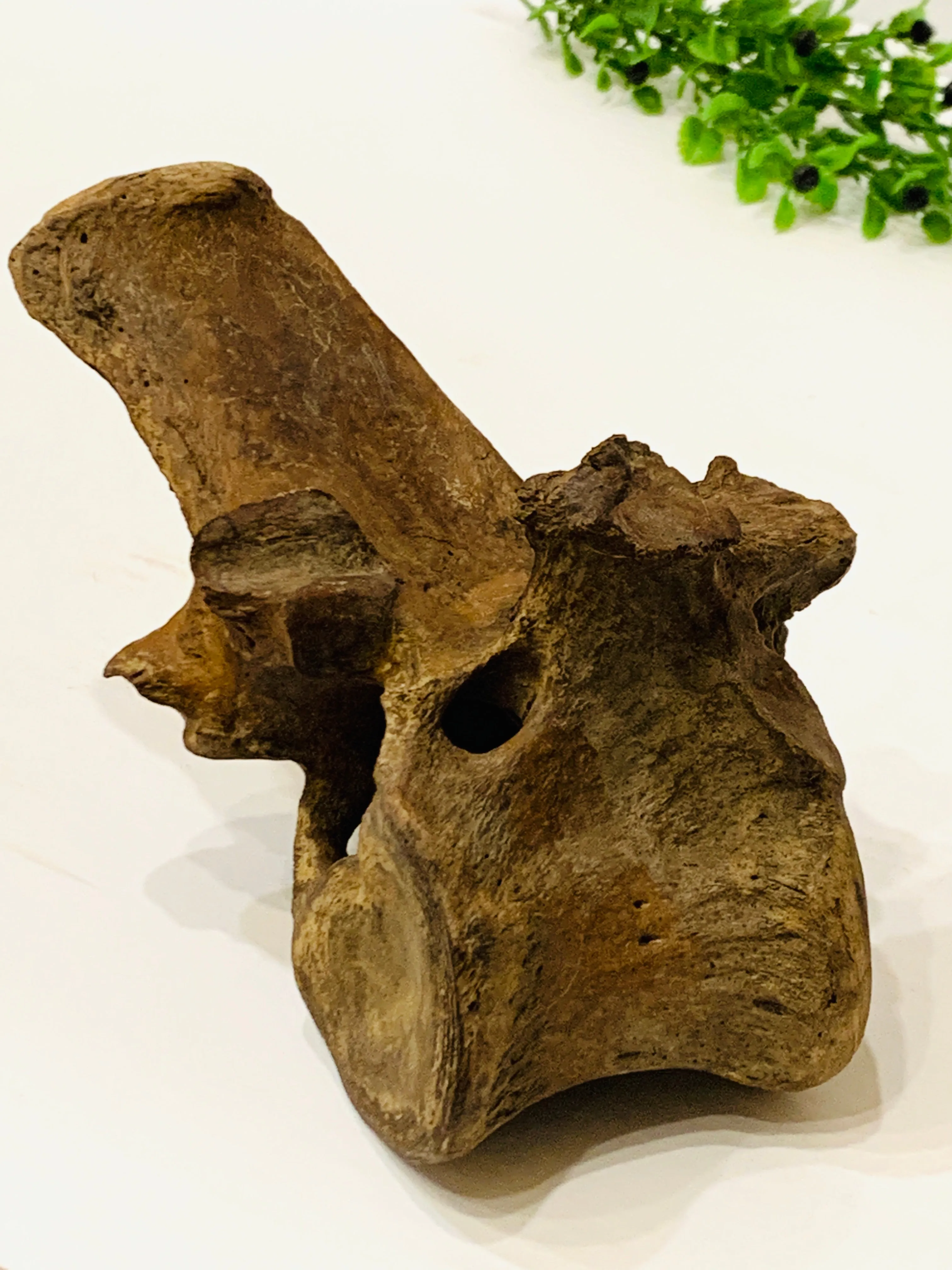 Ice Age Bison Vertebra on Stand