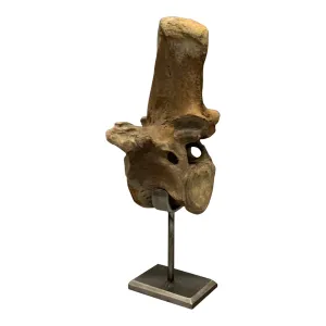 Ice Age Bison Vertebra on Stand