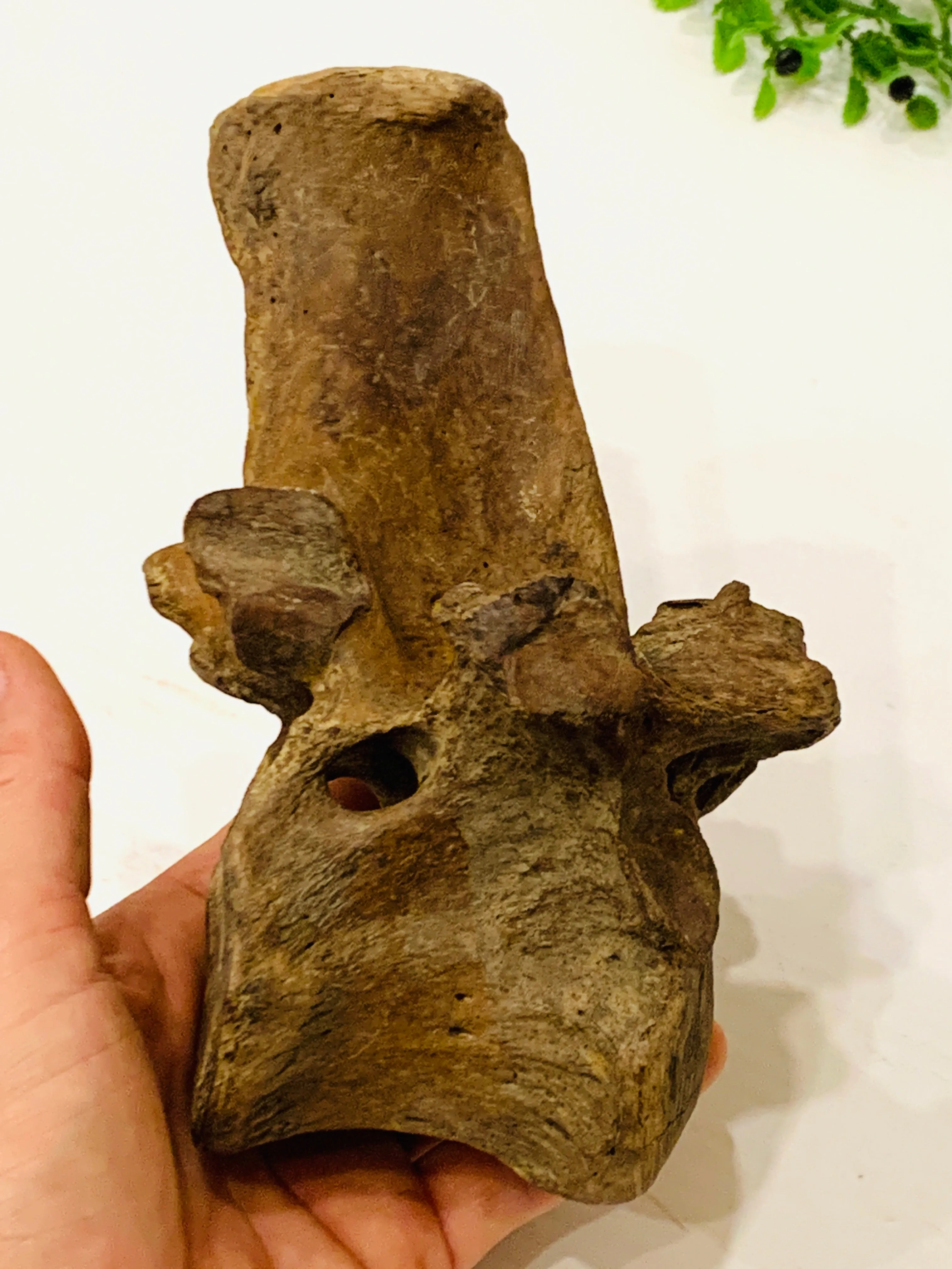 Ice Age Bison Vertebra on Stand