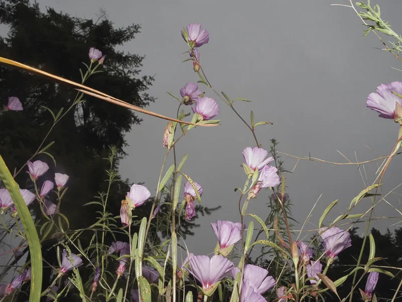 Night Petals
