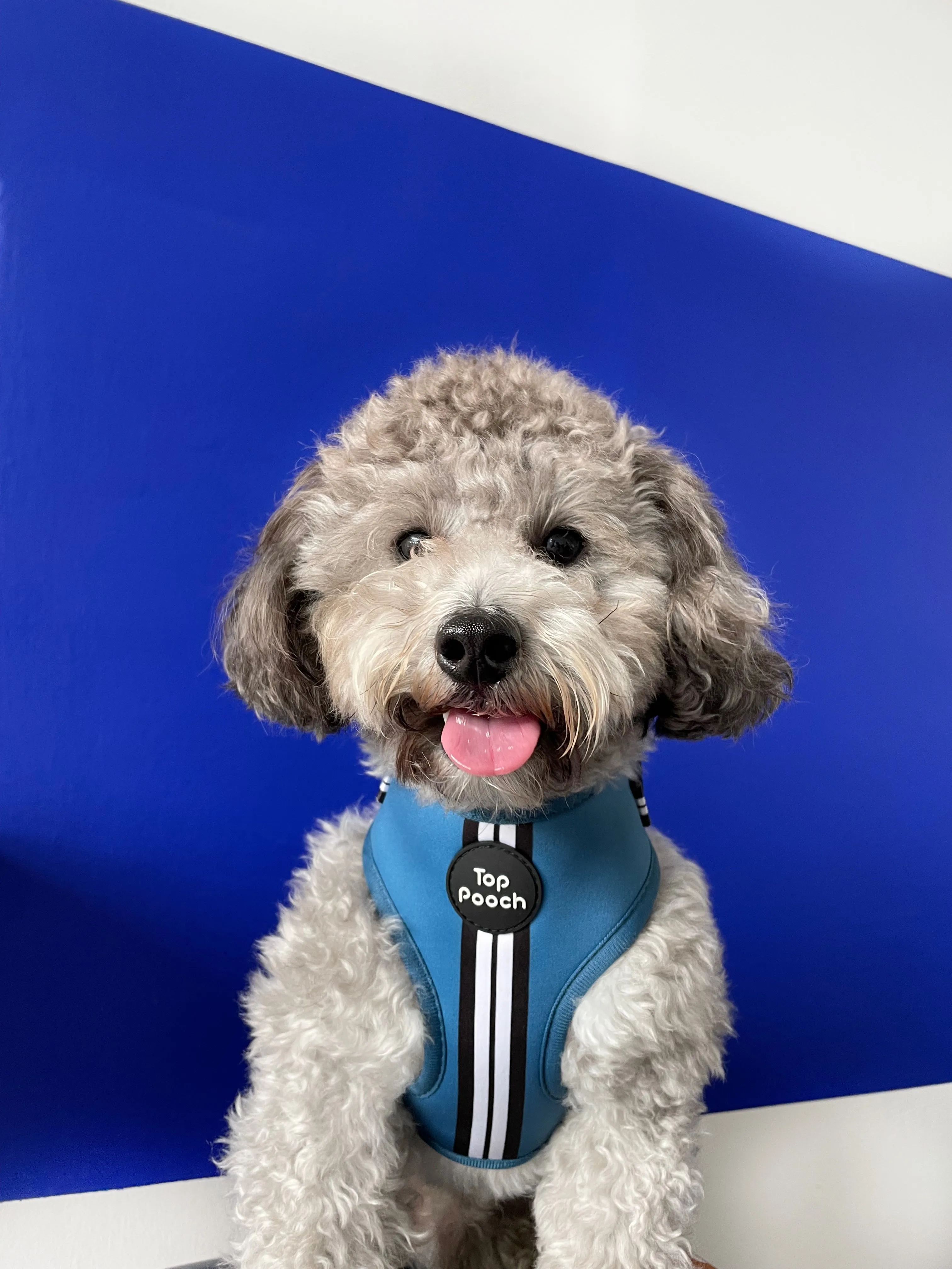 Retro Stripe Dog Harness - RAF Blue