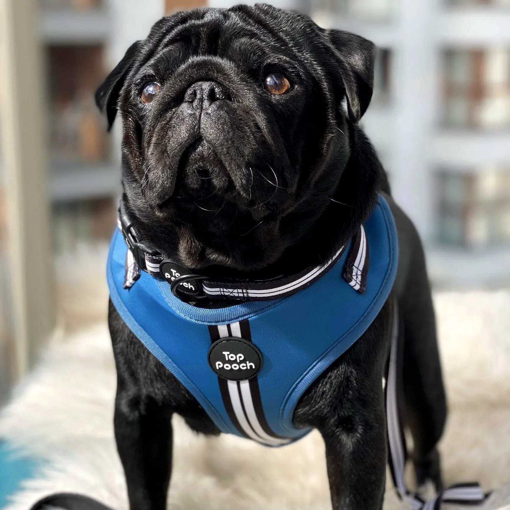 Retro Stripe Dog Harness - RAF Blue