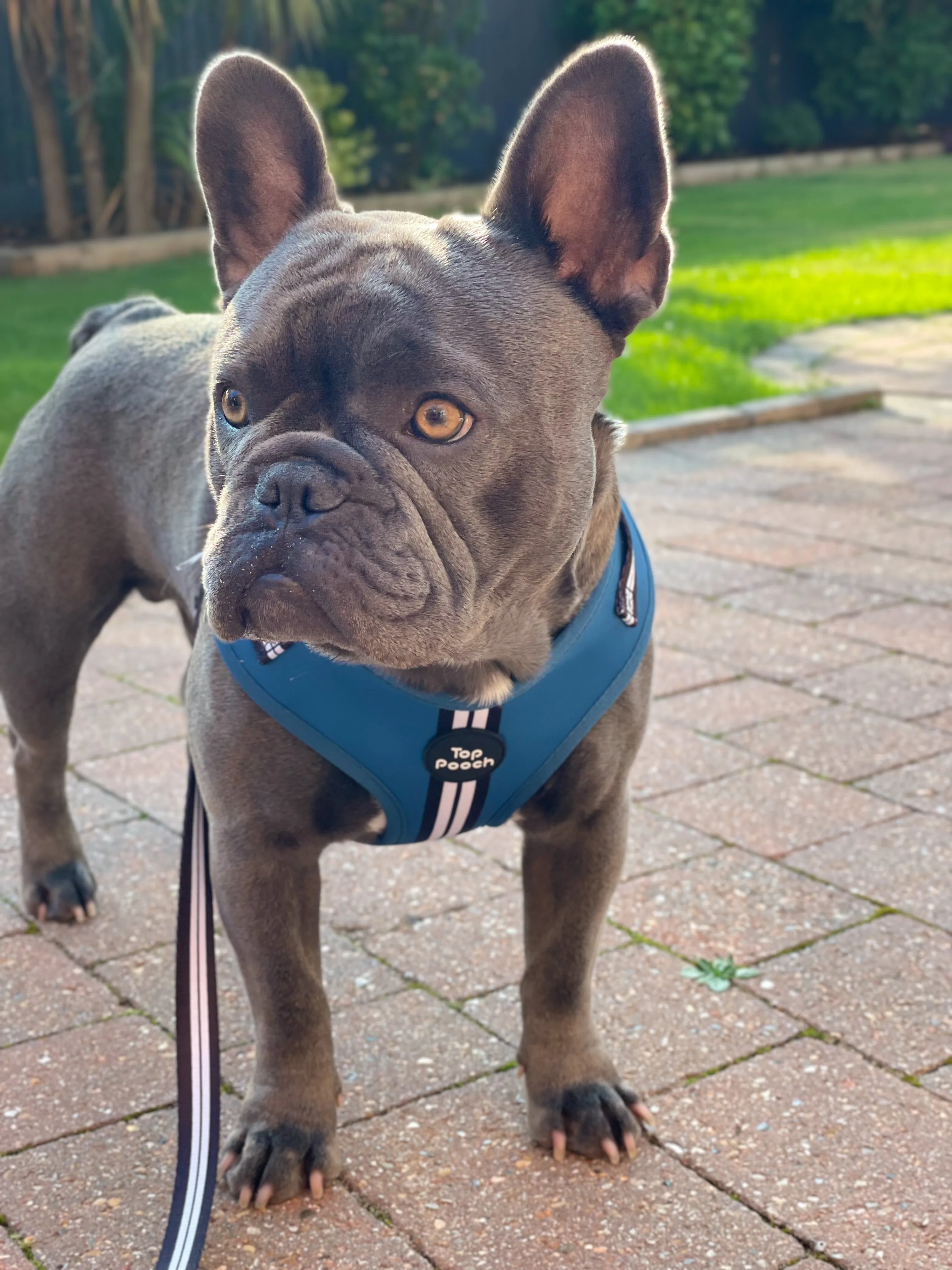 Retro Stripe Dog Harness - RAF Blue