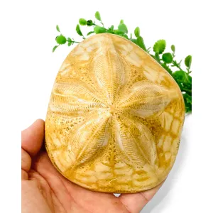 Sea Biscuit Fossil, small