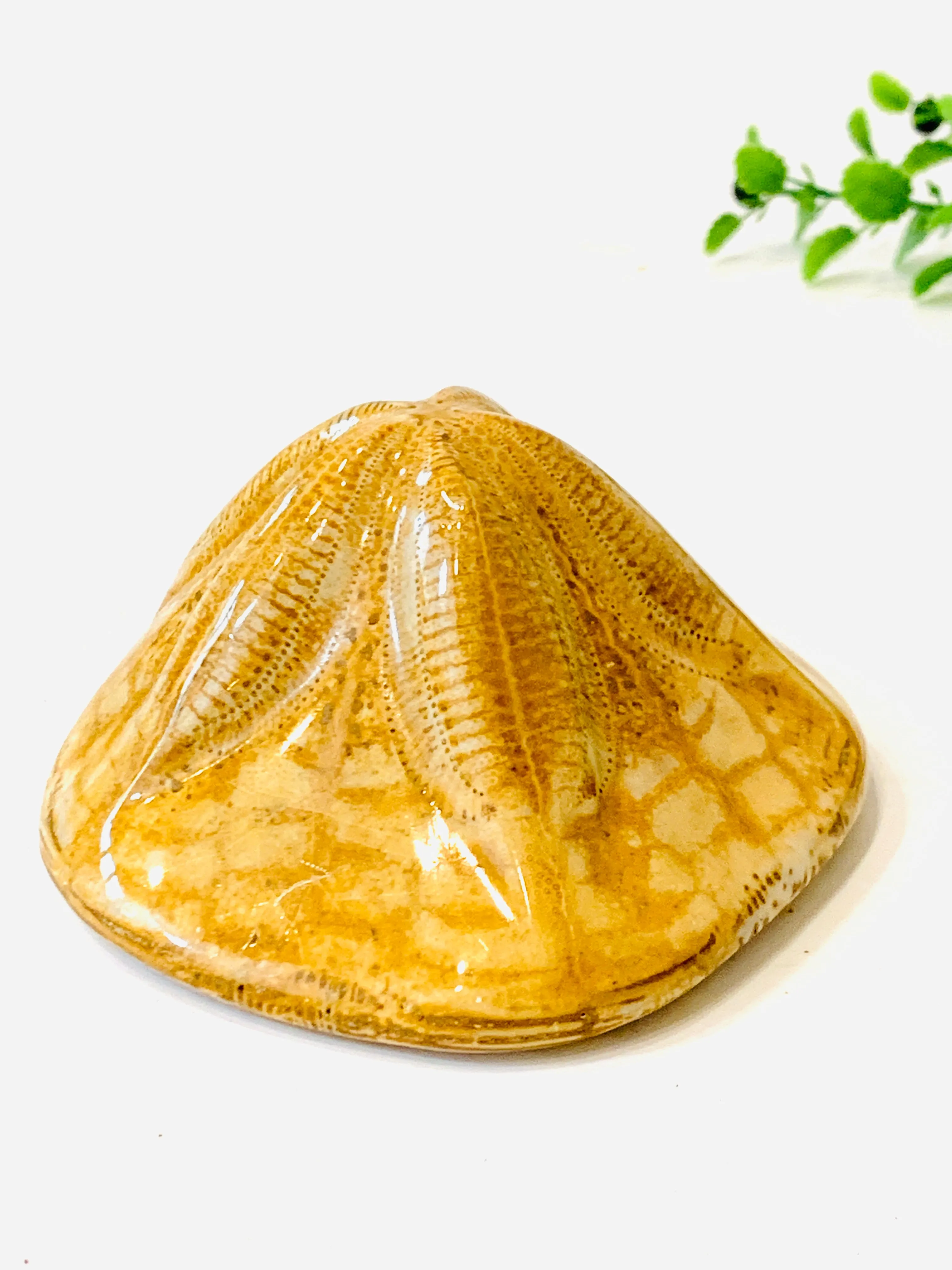 Sea Biscuit Fossil, small