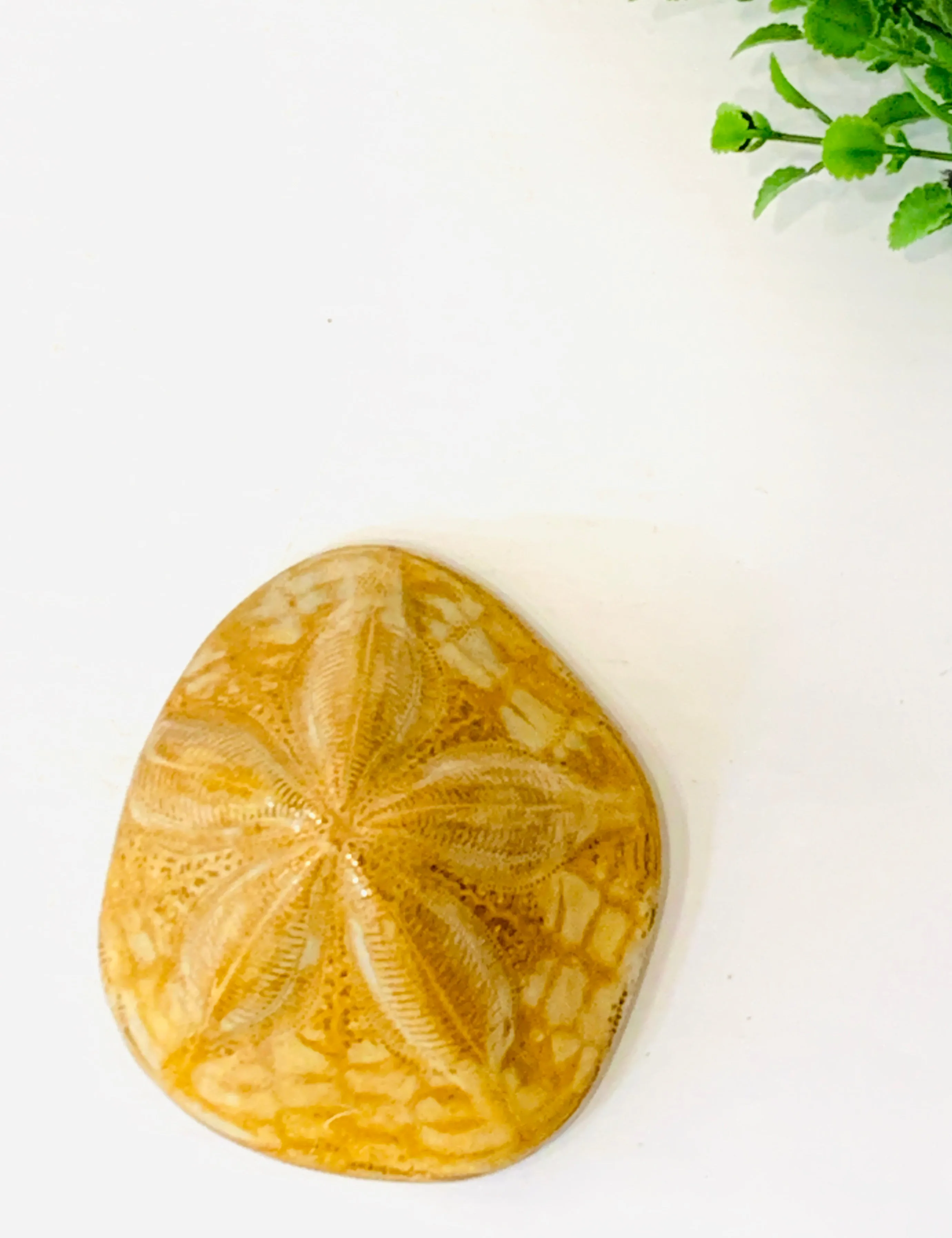 Sea Biscuit Fossil, small