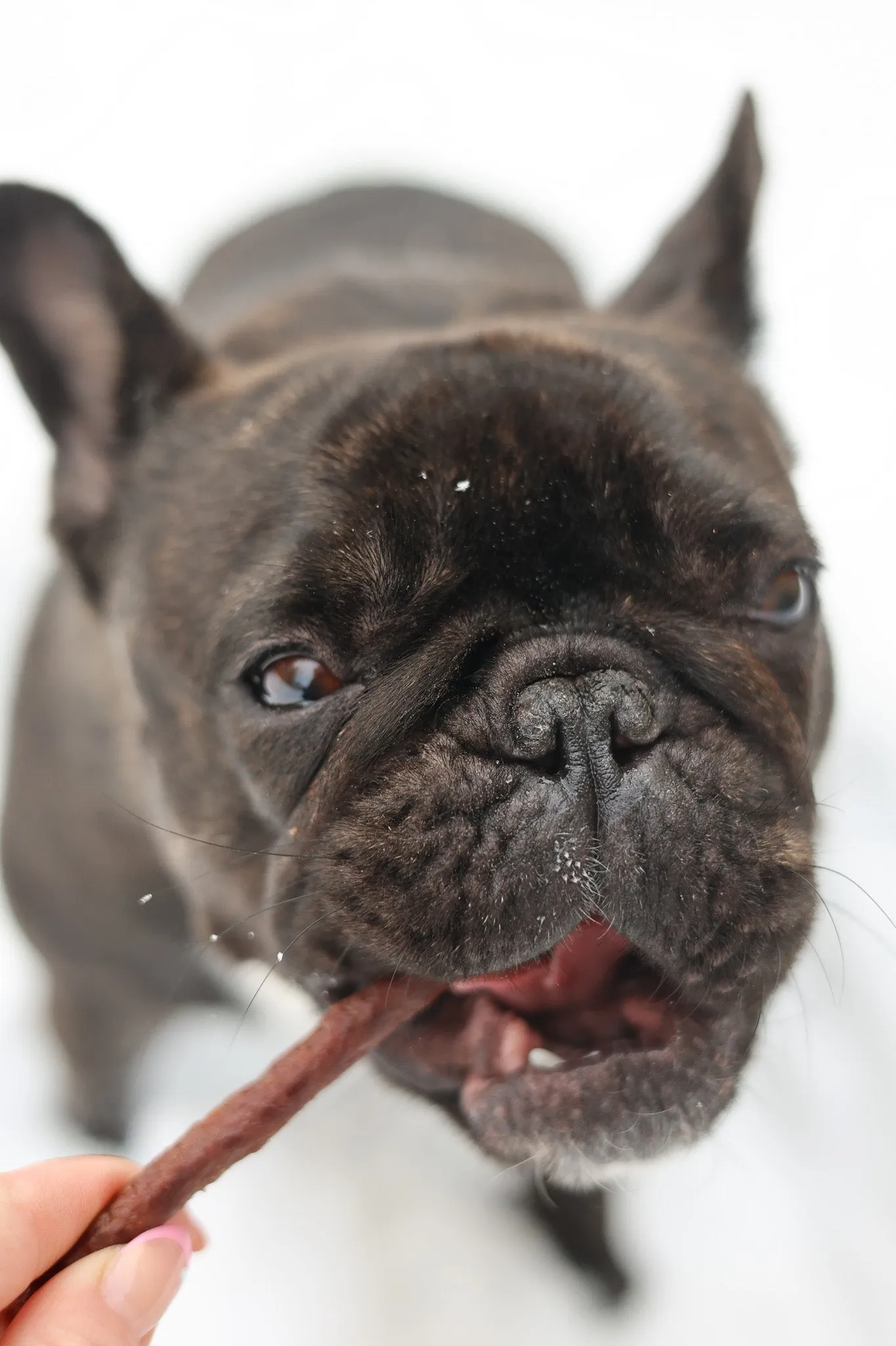 Tilted Barn Canadian Beef & Saskatoon Berry Dog Treats - Seasonal item, currently out of stock.