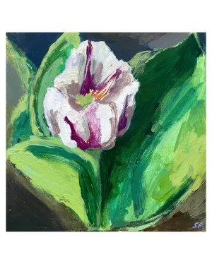 Tulip no.2